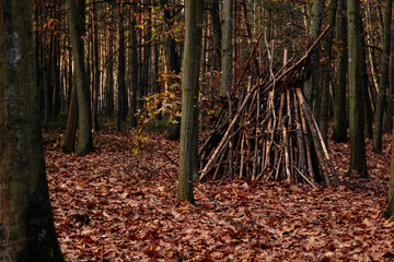 A hut made of tree branches in the autumn forest, trunks together to form a knot tent to protect themselves from the weather, fallen leaves on the ground, Czech republic