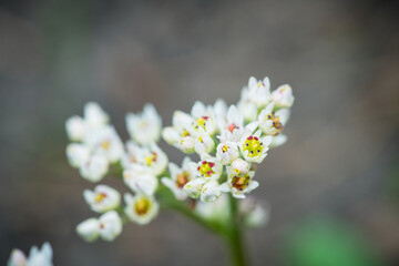 Saxifraga Paniculata (alpine saxifrage) blooming in the garden. Selective focus. Shallow depth of field.