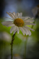 Obraz premium Margerite