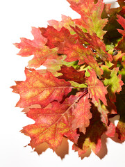 Branch with autumn oak leaves over white background
