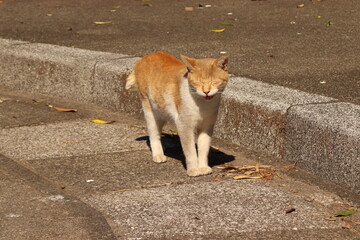 日差しの下の笑顔が素敵な野良猫
A stray cat with a lovely smile under the sunlight.
