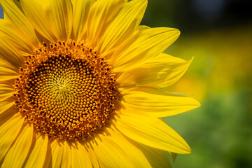 Fototapeta premium Sonnenblume