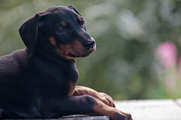 young doberman dog