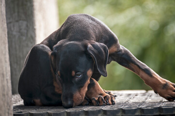 young doberman dog