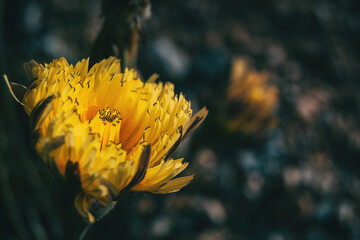 Detail einer offenen gelben Blume in freier Wildbahn © zaizev