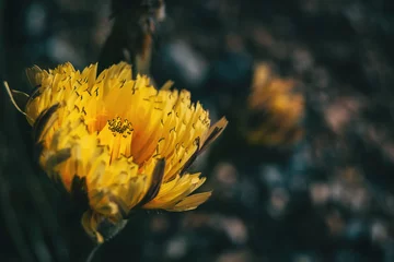 Detail einer offenen gelben Blume in freier Wildbahn © zaizev