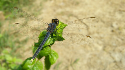Grey-slight blue dragonfly on green mint leaves