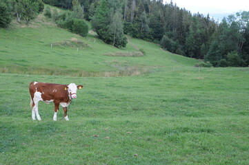 Fototapeta na wymiar White and brown spottted cow on a green pastoral meadow and pasture on farmland in summer while grazing