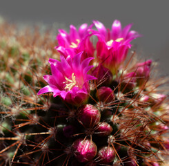 ball cactus in vivid bloom