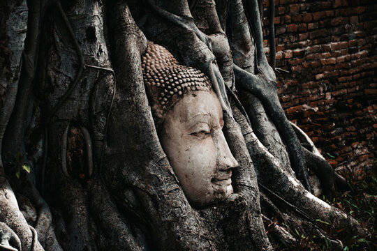 Close up image of ancient Buddha head statue with trapped in Bodhi Tree roots at Mahathat Temple Ayutthaya historical park thailand.