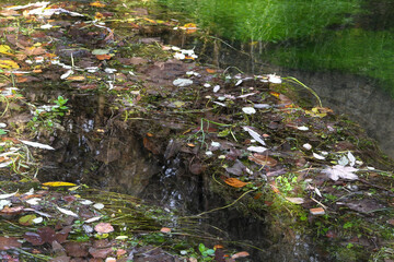 Bunte Welt des Herbstes -  Herbstlaub auf Wasserpflanzen in einem fließenden Gewässer