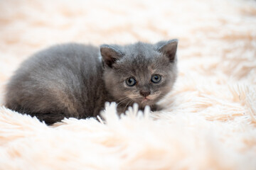 Portrait of a small Scottish fold cat gray color