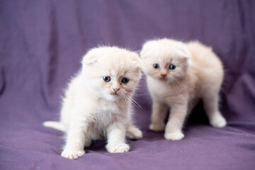Portrait of two small Scottish fold cat baby milk white color