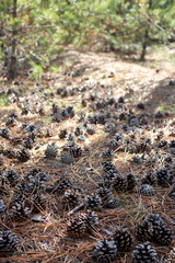 Pine cones in the forest. A lot of. Lie on the ground. Background blurred