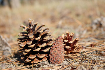 Naklejka na ściany i meble Composition of 3 pine cones in the forest. Close-up, blurred background