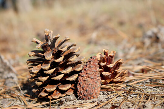 Composition of 3 pine cones in the forest. Close-up, blurred background