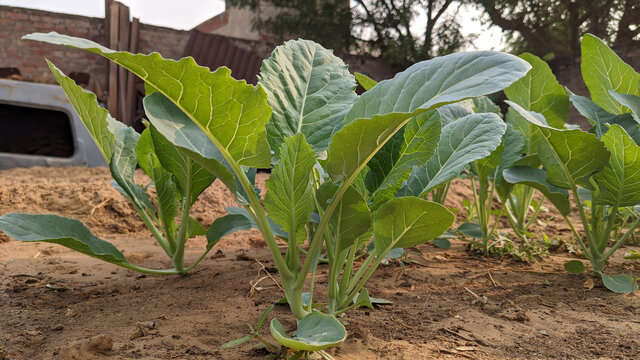 Closeup of collards growing in a farm field in the countryside