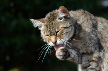 Cute Cat Portrait outdoors, licking