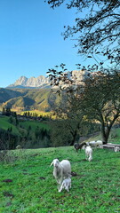 Säugendes Lamm vorm Dachstein