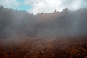fog in the forest