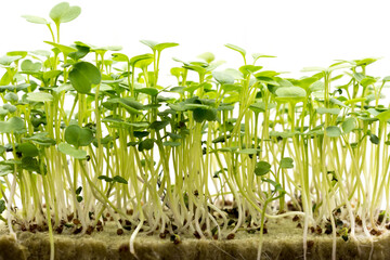 Microgreens in the home kitchen, a concept for healthy eating