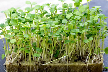 Microgreens in the home kitchen, a concept for healthy eating