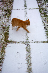 Red cat walks in the snow. The first snow on the path. Beginning of winter.