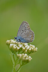 Small blue butterfly on a white wildflower, common blue