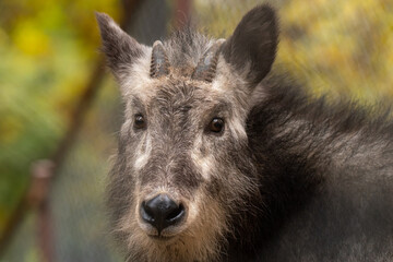 可愛い顔　天然記念物ニホンカモシカ