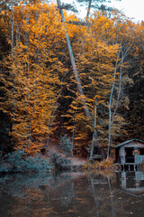 autumn in the forest