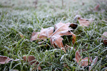 Frost, frost on leaves and grass. First frosts, cold in the morning. Close-up