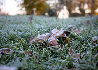 Frost, frost on leaves and grass. First frosts, cold in the morning. Close-up