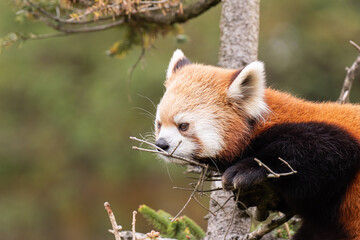 木の上でくつろぐレッサーパンダ