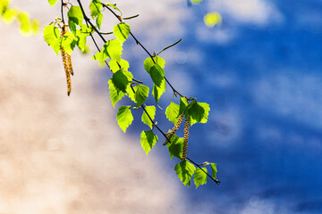 Green springtime leaves on birch tree branches. Back lighting close-up morning scene. Nature background of spring birch tree leaves.