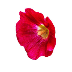 Beautiful red hollyhock (Alcea rosea) flower from Mallow family (Malvaceae), isolated on a white background. Morning flower with dew drops and pollen on the petals.