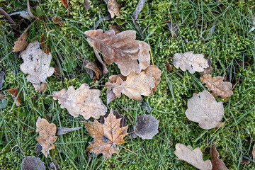 frosty leaves on ground