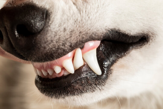 Closeup of a dog fletching its teeth