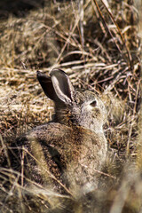 rabbit in the grass
