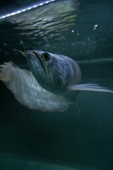SILVER AROWANA FISH