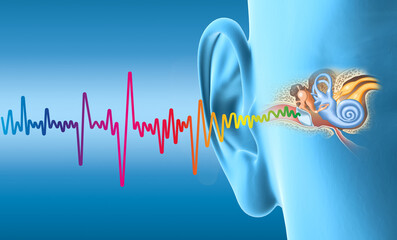 Human ear anatomy with colorful sound wave, medically 3D illustration