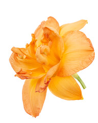 Orange flower of daylily, lat.Hemerocallis, isolated on white background