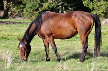 Fototapeta premium Pferde am Rennsteig