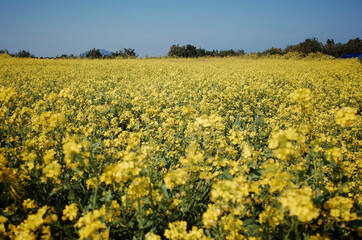 넓은 들판에 가득 피어있는 노란 유채꽃