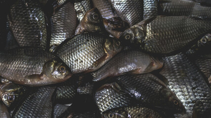 A pile of dead crucian carp in the sink. Cooking fish