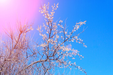 apricot tree blooms in spring against a blue sky. space for copying text