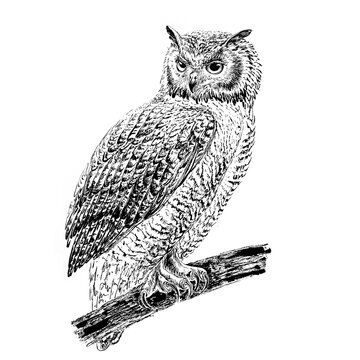 Owl on a branch. Engraving style. Black ink brush texture. Black and white.