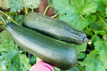 Green squash on garden in vegetable field. Harvest vegetables on an organic farm