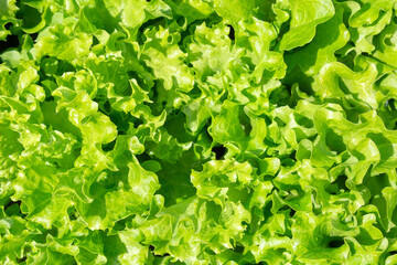 leaf green lettuce plant cultivation ona organic farm. background vegetarian texture