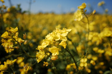 넓은 들판에 가득 피어있는 노란 유채꽃