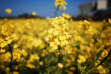 Obraz premium 넓은 들판에 가득 피어있는 노란 유채꽃